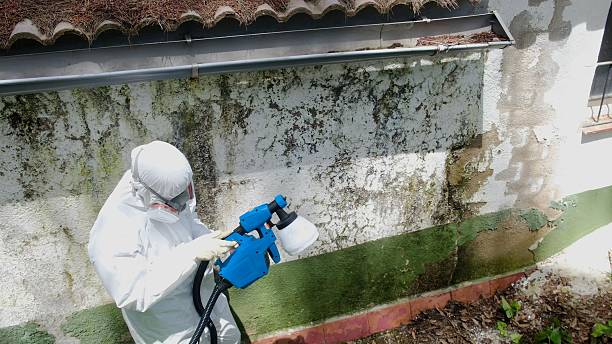 Trusted Mold Remediation service in Loretto, PA - Cheap Mold Removal